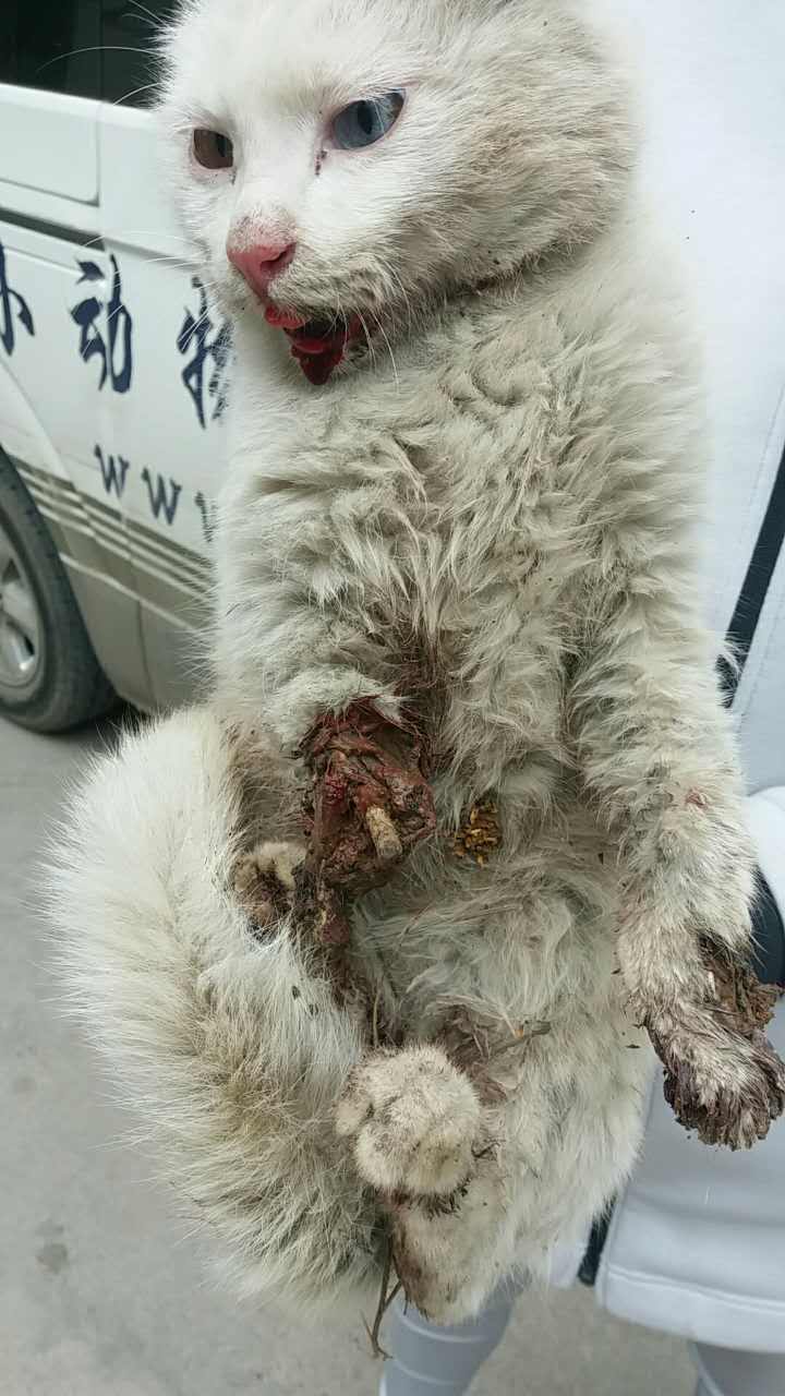 正值两会刚刚结束,我们的代表提出了将动物虐待列入法律之内! 这个社会不缺乏心理变态的那一类人! 悲剧每天不断上演,而我们没有任何办法对这种制造惨剧的人进行惩罚!他们的存在给这个社会,给那些动物们都造成了痛苦!2017.3.21号下午,西安市小动物保护协会接到了一个在校大学生的求助信息,在碑林区交大街常春藤花园东区附近,发现了一个受伤的猫! 协会工作人员赶赴现场之后,发现猫有严重的外伤,猫咪一个腿被刀砍掉了半截,其它三个腿韧带被砍,嘴里吐血,内脏破裂!第一时间送到了好主人动物医院进行治疗! 我们没能挽留它